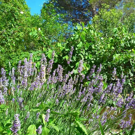 Du Mas Selva Avec Piscine Privée Millas